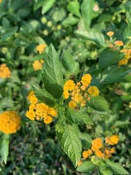 Image de Lantana polyacantha Schauer