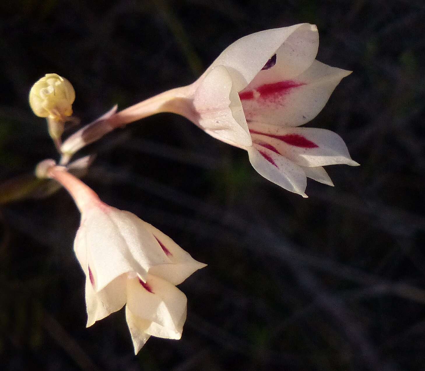 Image of Gladiolus engysiphon G. J. Lewis