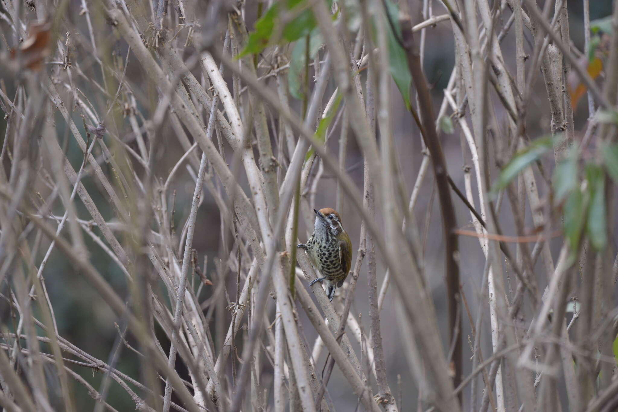 Image of Speckled Piculet