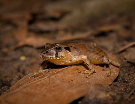 صورة Ischnocnema henselii (Peters 1870)