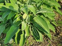 Image of Stachys viticina Boiss.