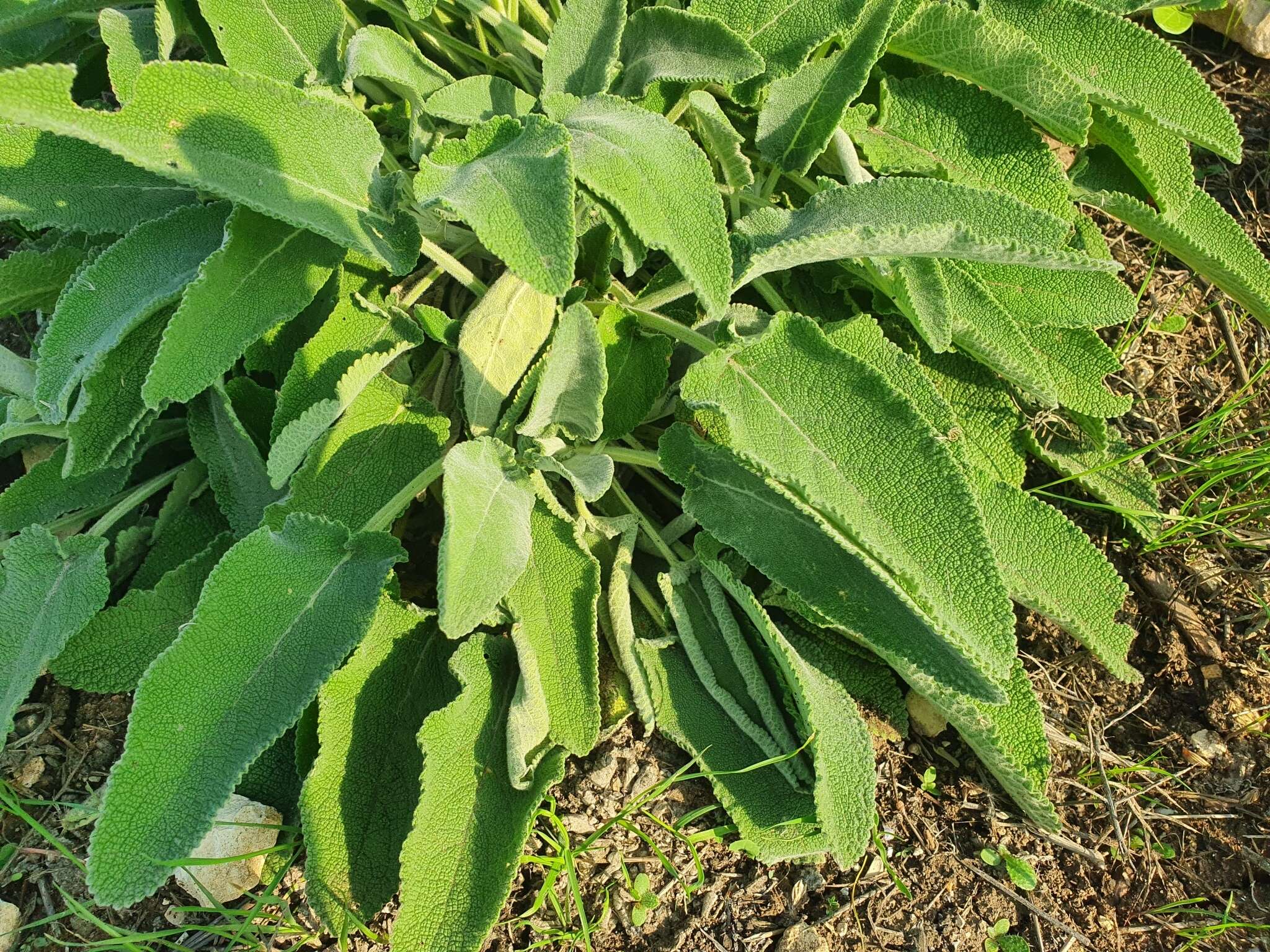 Image of Stachys viticina Boiss.