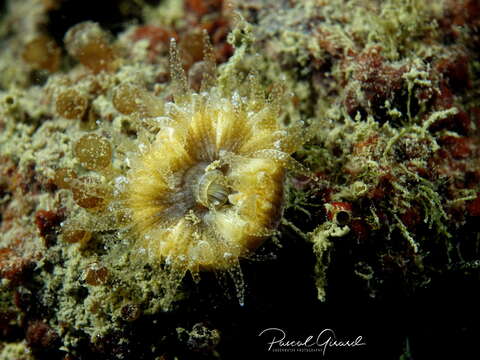 Image of Scarlet Coral