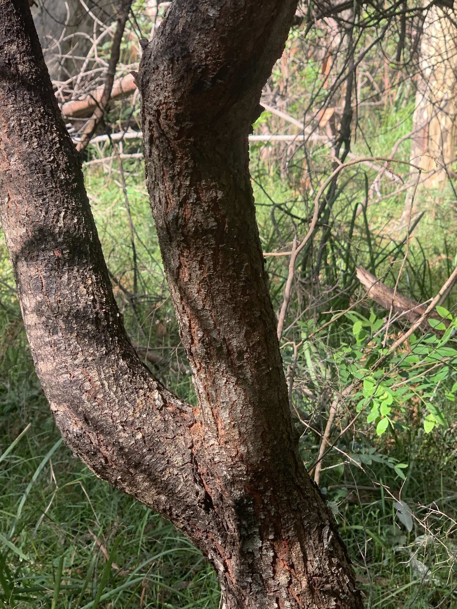 Acacia mabellae Maiden的圖片