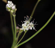 Imagem de Eriogonum elatum var. elatum