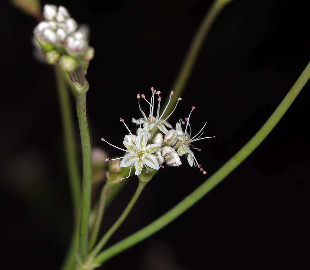 Imagem de Eriogonum elatum var. elatum