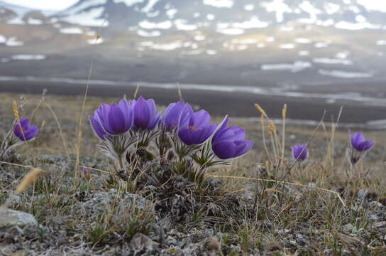 Image of cutleaf anemone