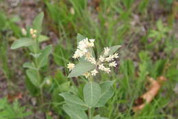 Image of oval-leaf milkweed