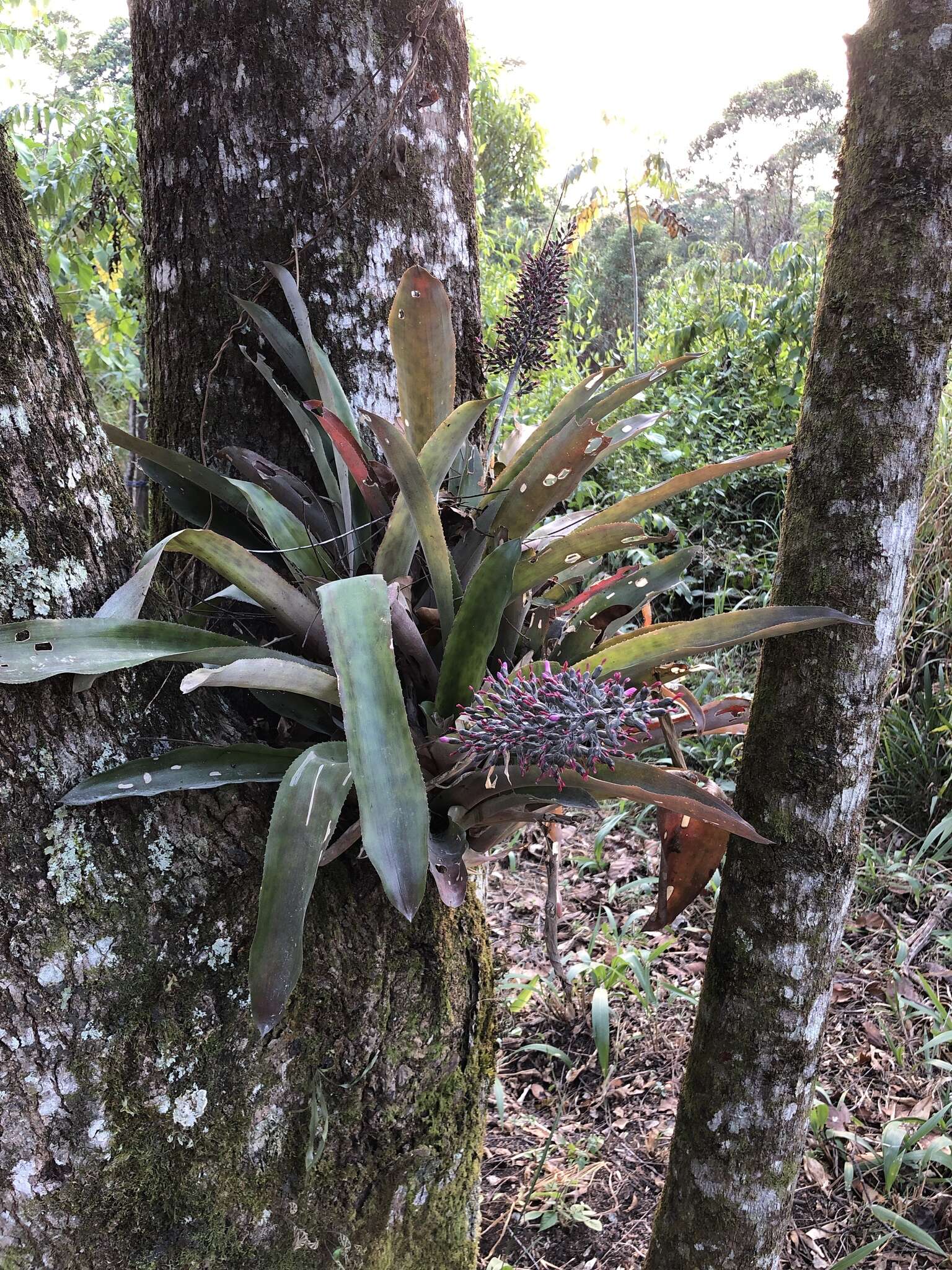 Sivun Aechmea mexicana Baker kuva