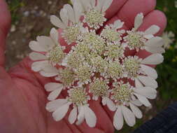 Image of Tordylium officinale L.