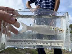 Image of Blueback Mullet