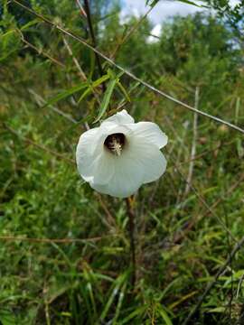 Image of Neches River Rose-Mallow