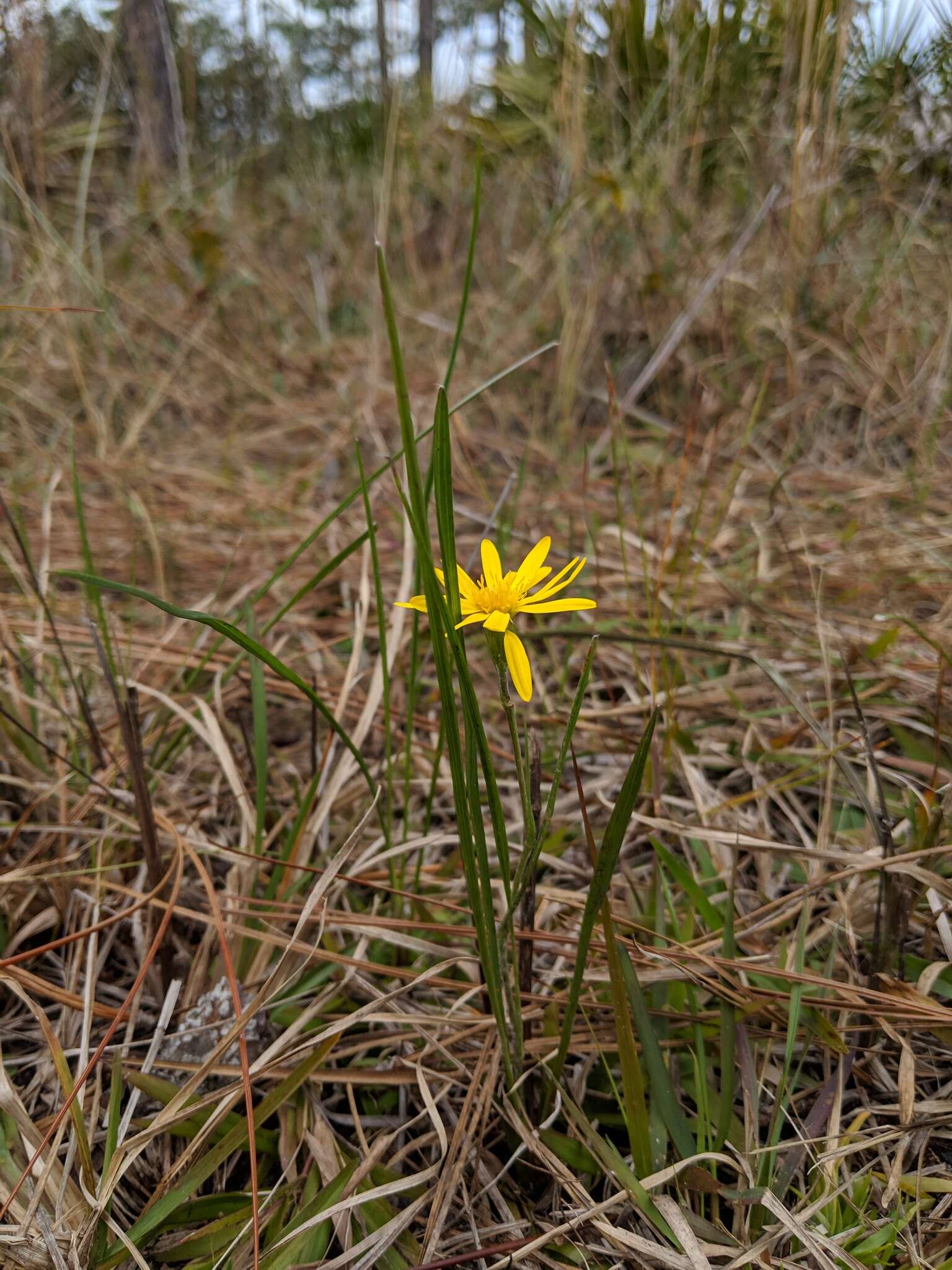 Imagem de Pityopsis graminifolia var. tracyi (Small) J. C. Semple