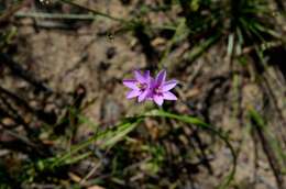 Image of Ixia helmei Goldblatt & J. C. Manning