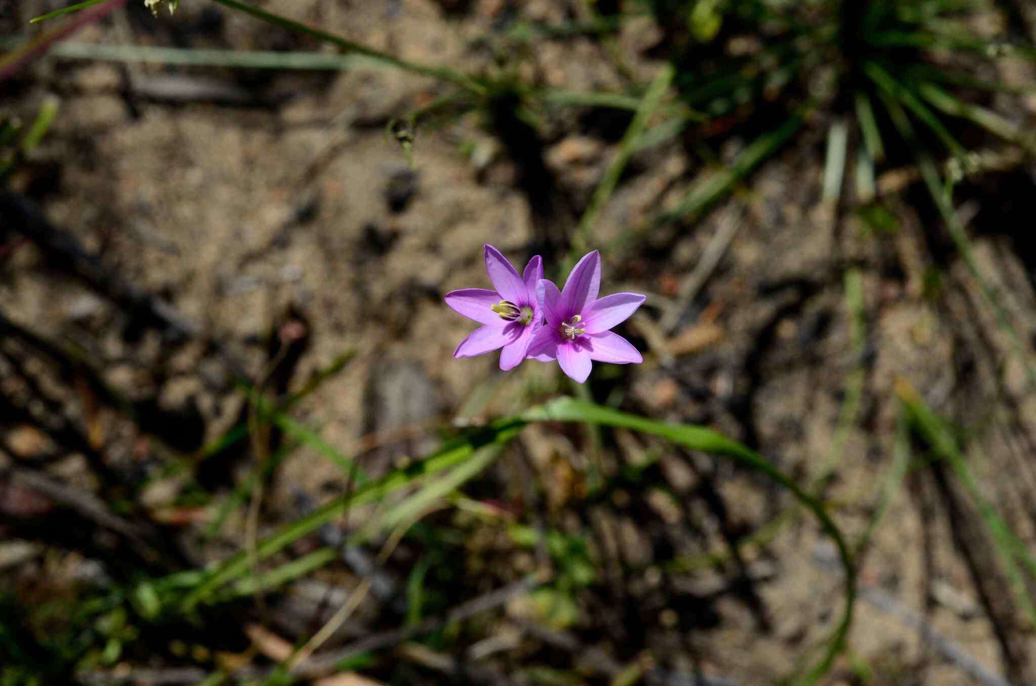 Image of Ixia helmei Goldblatt & J. C. Manning