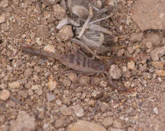 Image of California Common Scorpion