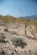 Imagem de Astragalus desereticus Barneby