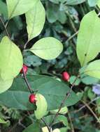 Image of bog spicebush