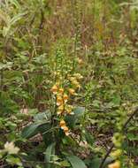 Imagem de Digitalis laevigata Waldst. & Kit.