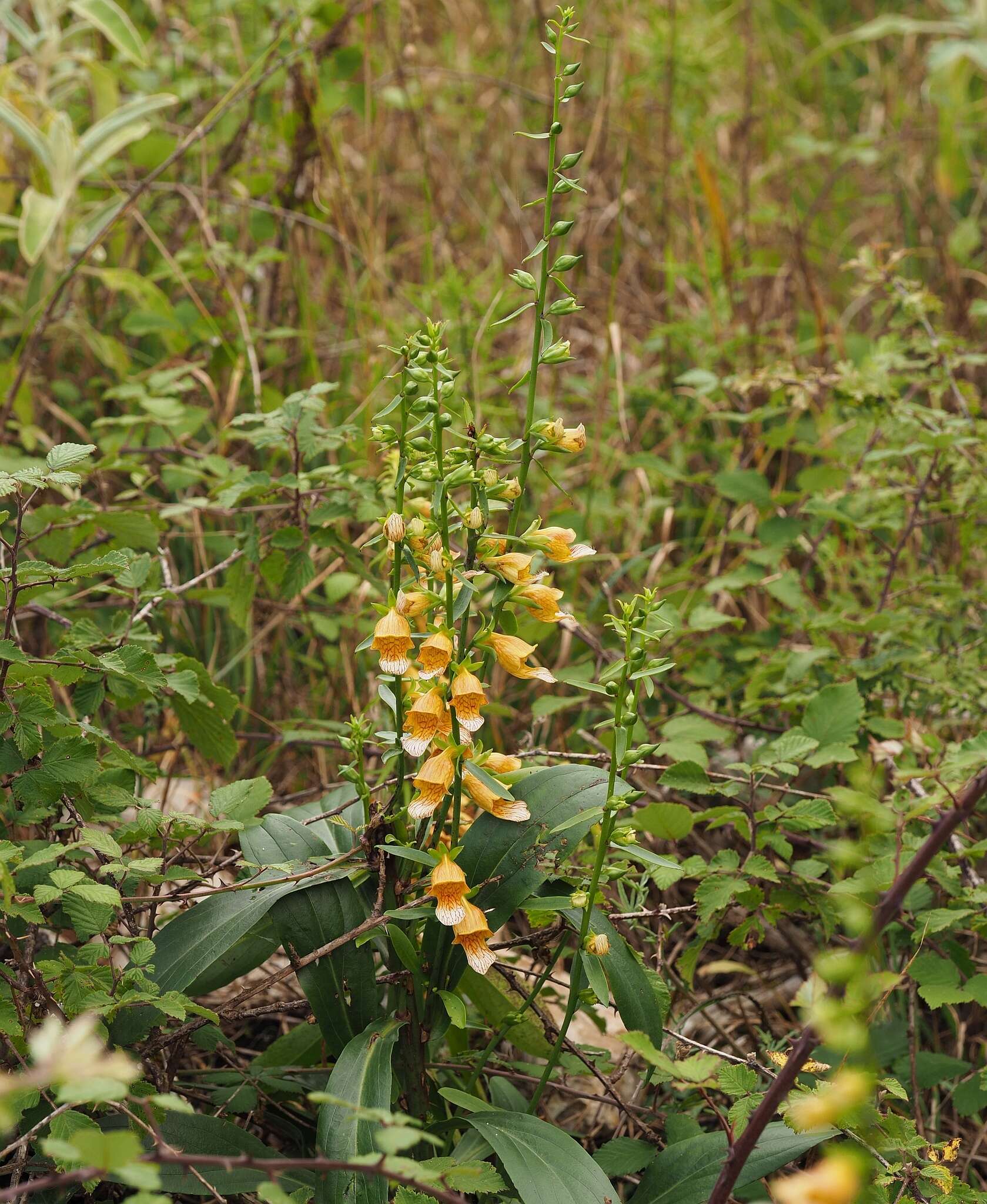 Imagem de Digitalis laevigata Waldst. & Kit.