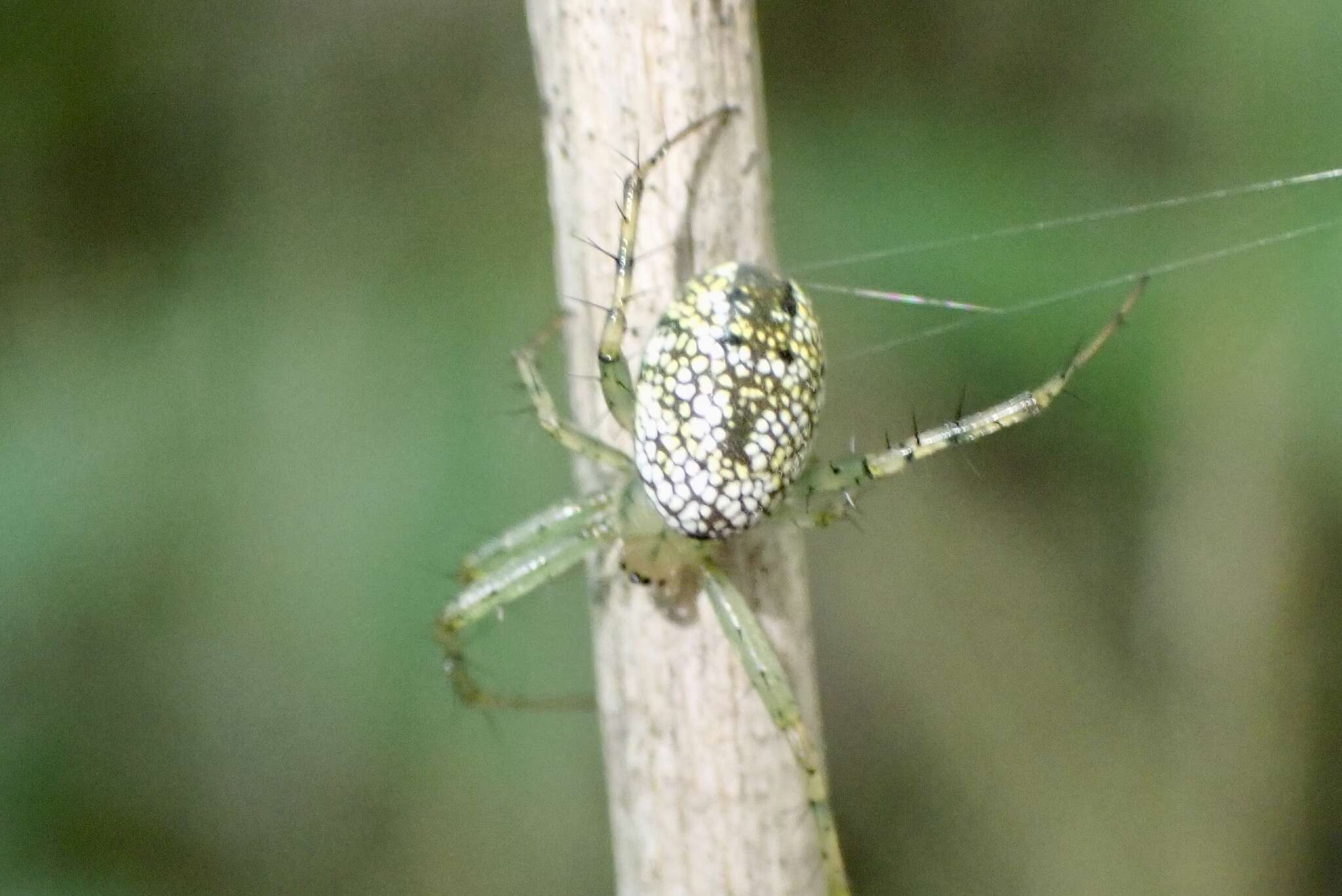 Image of Mangora maculata (Keyserling 1865)