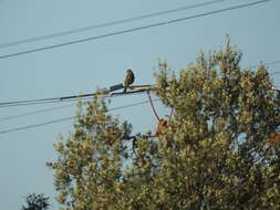 Image of Buteo buteo buteo (Linnaeus 1758)