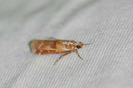 Image of Webbing Coneworm Moth