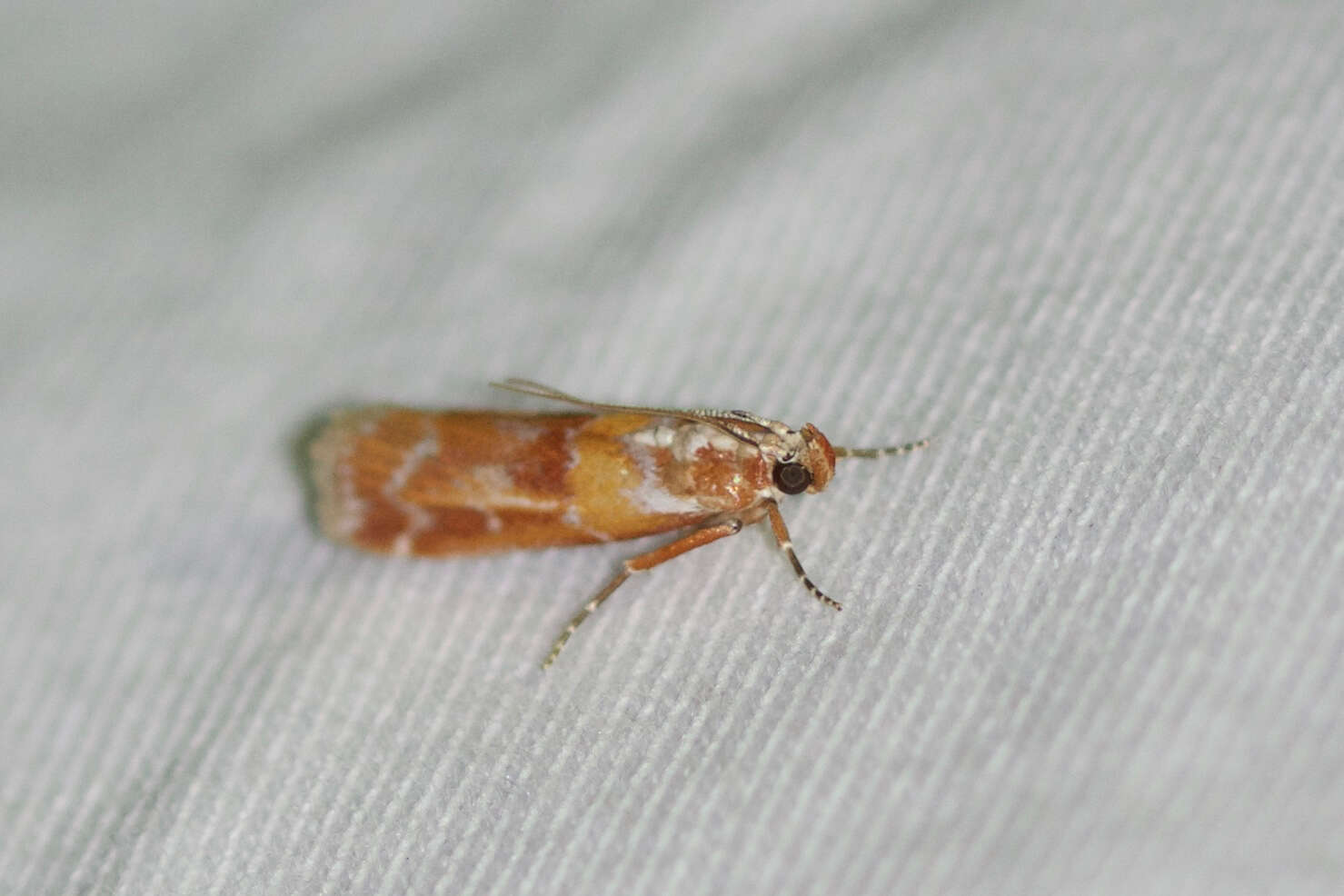 Image of Webbing Coneworm Moth