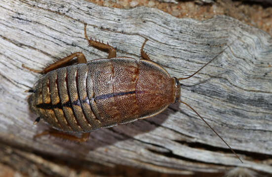 Image of Zonioploca medilinea (Tepper 1893)