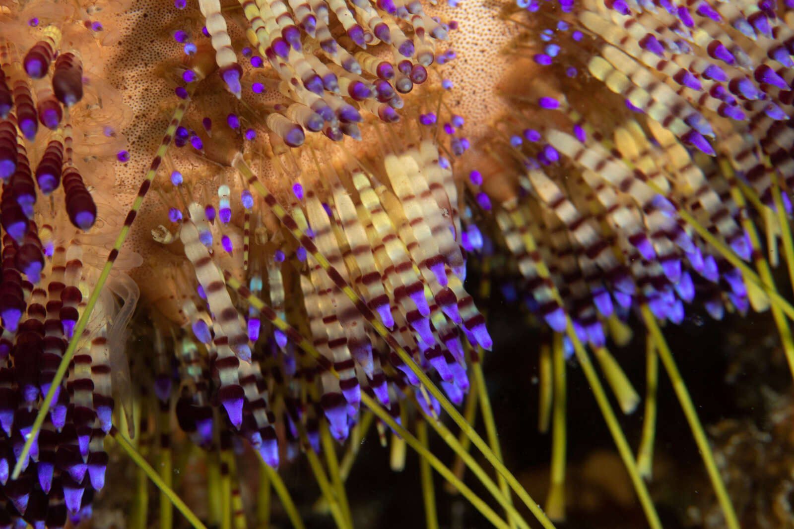 Image of variable fire urchin