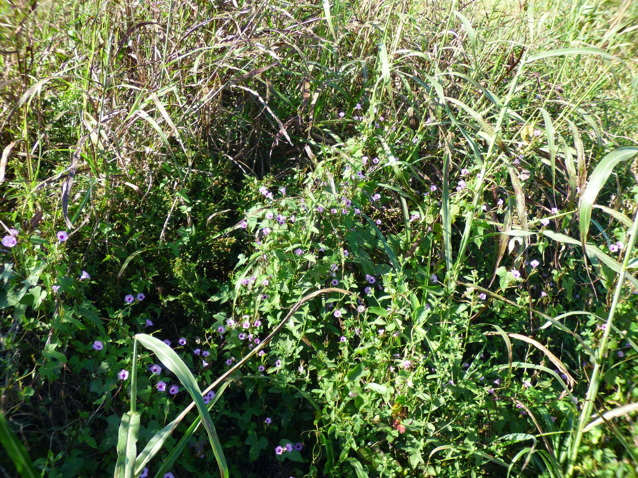 Image of Ipomoea grandifolia (Damm.) O'Donell