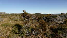 Image of Dracophyllum pearsonii T. Kirk