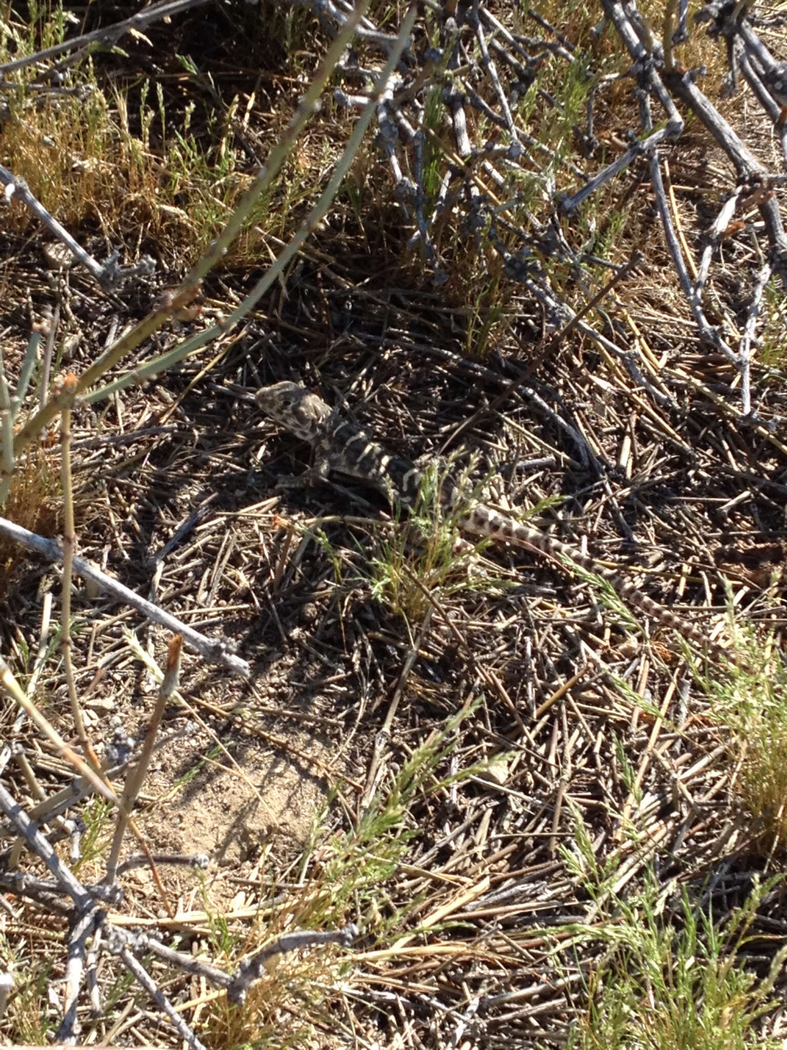 Image of Bluntnose Leopard Lizard