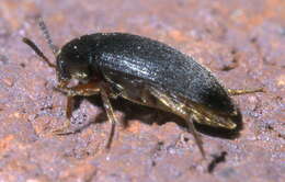 Sivun Eustrophopsis bicolor (Fabricius 1798) kuva