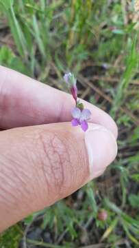 Image of spinster's blue eyed Mary