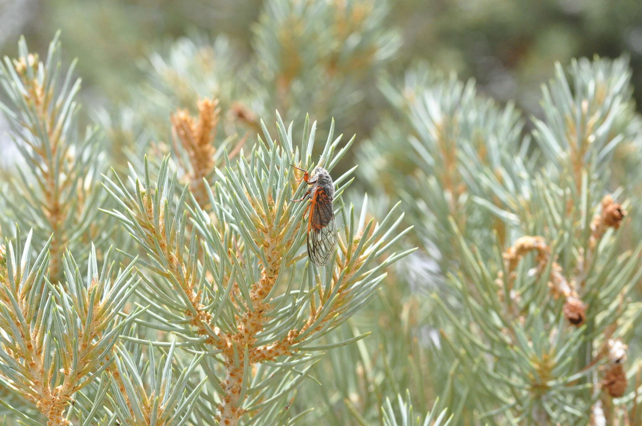 Image of Okanagana cruentifera (Uhler 1892)