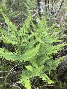 Image of Sticherus cryptocarpus (Hook.) Ching