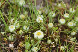 Image of Myriocephalus rhizocephalus (DC.) Benth.