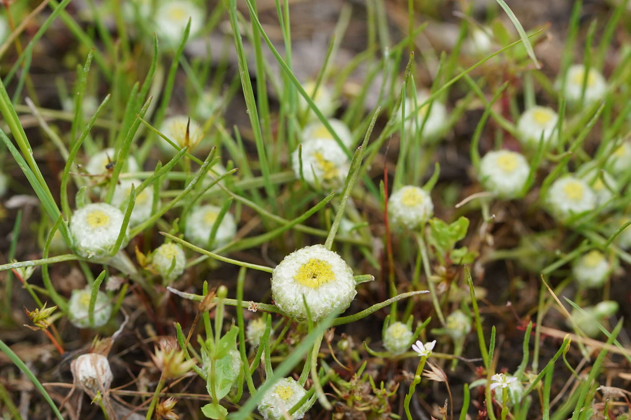 Image of Myriocephalus rhizocephalus (DC.) Benth.