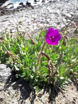 Image of Cistanthe grandiflora (Lindl.) Schltdl.