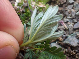 Image de Potentilla jepsonii var. kluanensis