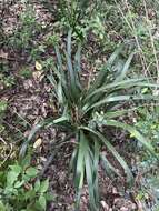 Image of Dietes iridioides subsp. iridioides