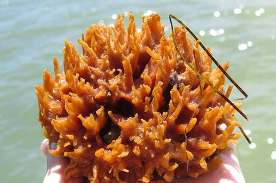 Image of diurnal horny sponge