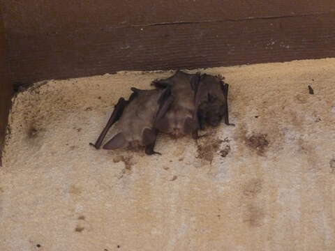 Image of pallid bat