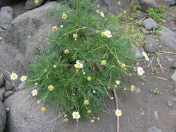 Image of Canary island marguerite