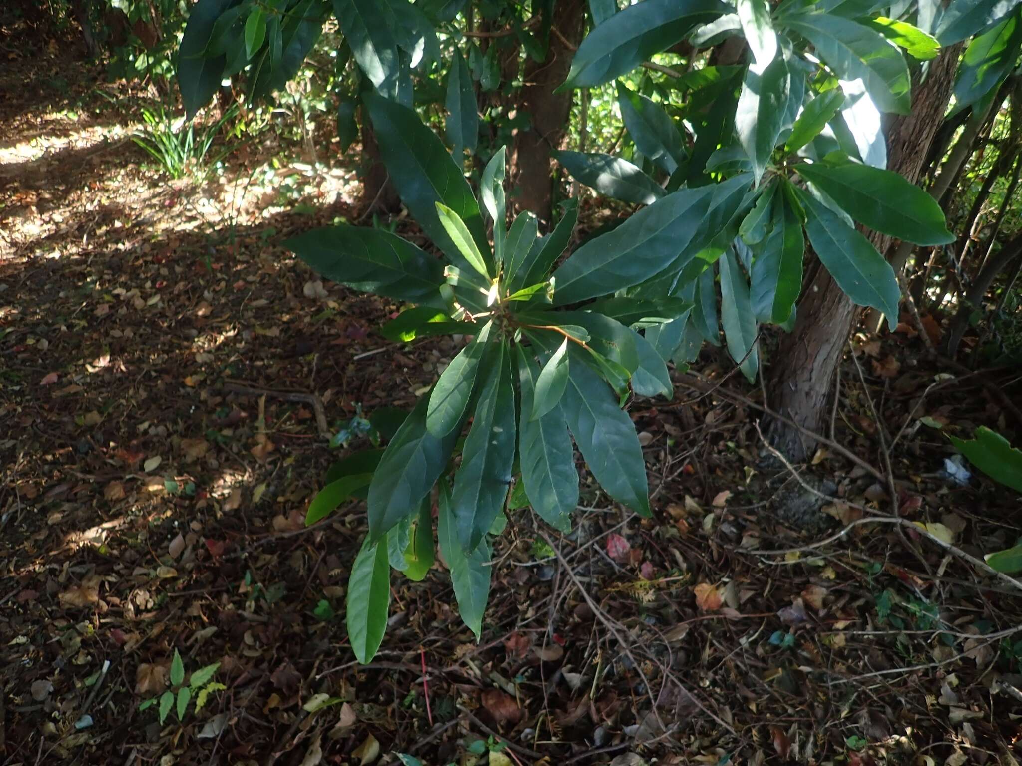 Image of Elaeocarpus sylvestris (Lour.) Poir.