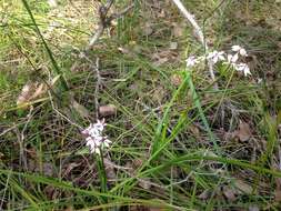 Image of Burchardia multiflora Lindl.