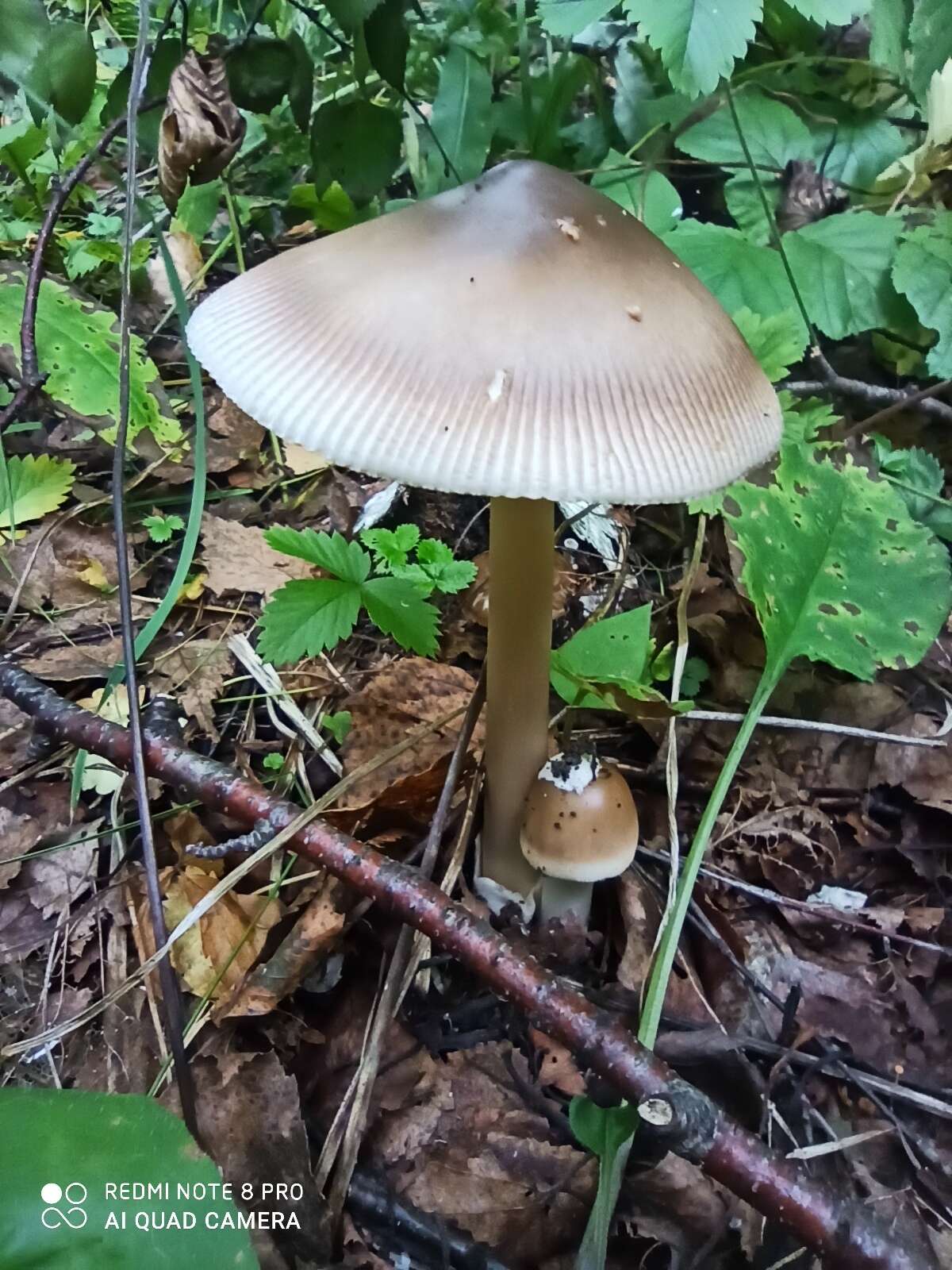 Image of Umber-zoned ringless amanita