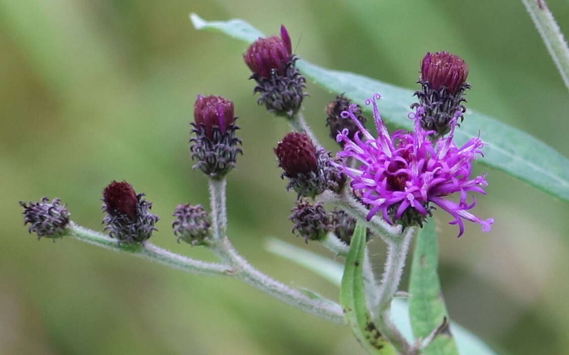 Image of Baldwin's ironweed