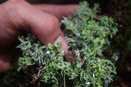 Image of Cladonia ceratophylla (Sw.) Spreng.